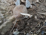 Pluteus longistriatus image