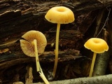 Entoloma unicolor image