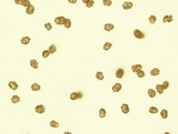 Entoloma unicolor image