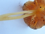 Entoloma unicolor image