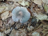 Russula ionochlora image