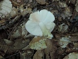 Russula ionochlora image