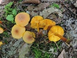 Humidicutis marginata image