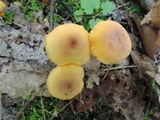 Humidicutis marginata var. concolor image
