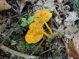 Humidicutis marginata var. concolor image