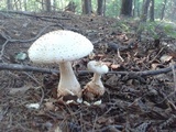 Amanita ravenelii image