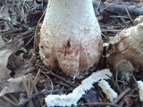 Amanita ravenelii image