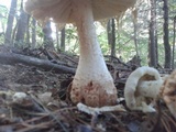 Amanita ravenelii image
