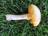 Amanita cochiseana image