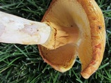 Amanita cochiseana image