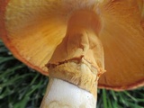 Amanita cochiseana image