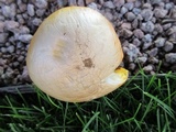 Amanita cochiseana image