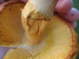 Amanita cochiseana image