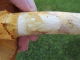 Amanita cochiseana image