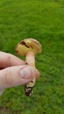 Lanmaoa pseudosensibilis image