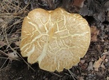 Neolentinus ponderosus image