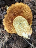 Neolentinus ponderosus image