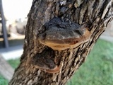 Fomitiporia robusta image