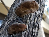 Fomitiporia robusta image