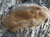 Fomitiporia robusta image