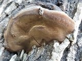 Fomitiporia robusta image