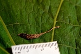 Cordyceps stylophora image
