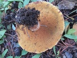 Suillus lakei image