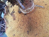 Suillus lakei image