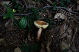 Gyroporus castaneus image