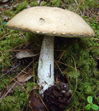 Leccinum versipelle image