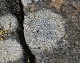 Aspicilia pacifica image