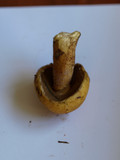 Suillus tomentosus image