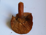 Lactarius luculentus image