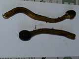 Elaphocordyceps capitata image