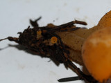 Sowerbyella rhenana image