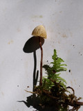 Galerina vittiformis image