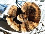 Hydnellum earlianum image