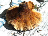 Hydnellum earlianum image