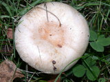 Lactarius pubescens var. betulae image