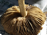 Tricholoma atroviolaceum image