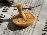 Hydnum oregonense image