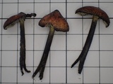 Hygrocybe conica f. carbonaria image
