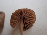 Hygrocybe conica f. carbonaria image