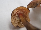 Hygrocybe conica f. carbonaria image