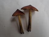 Hygrocybe conica f. carbonaria image