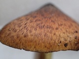 Hygrocybe conica f. carbonaria image