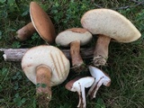 Tylopilus ferrugineus image