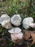 Hypomyces hyalinus image