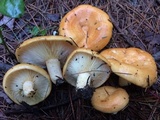 Lactarius croceus image
