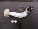 Boletus pallidus image